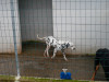 files/_galleries/hunde/p1040144.jpg