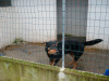 files/_galleries/hunde/p1040146.jpg