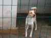 files/_galleries/hunde/p1040147.jpg