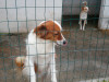 files/_galleries/hunde/p1040148.jpg