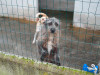 files/_galleries/hunde/p1040153.jpg
