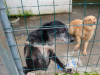 files/_galleries/hunde/p1040154.jpg