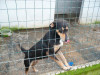 files/_galleries/hunde/p1040158.jpg