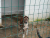 files/_galleries/hunde/p1040160.jpg