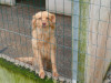 files/_galleries/hunde/p1040161.jpg