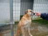 files/_galleries/hunde/p1040162.jpg