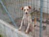 files/_galleries/hunde/p1040163.jpg