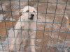files/_galleries/hunde/p1040164.jpg