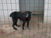 files/_galleries/hunde/p1040168.jpg