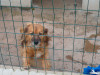 files/_galleries/hunde/p1040169.jpg