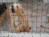 files/_galleries/hunde/p1040171.jpg