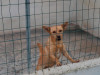files/_galleries/hunde/p1040174.jpg