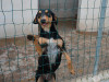 files/_galleries/hunde/p1040175.jpg