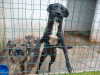 files/_galleries/hunde/p1040188.jpg