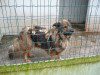 files/_galleries/hunde/p1040189.jpg