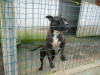 files/_galleries/hunde/p1040195.jpg