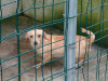 files/_galleries/hunde/p1040198.jpg