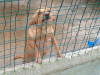 files/_galleries/hunde/p1040199.jpg