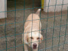 files/_galleries/hunde/p1040209.jpg