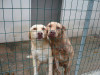 files/_galleries/hunde/p1040210.jpg
