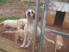files/_galleries/hunde/p1040214.jpg