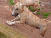 files/_galleries/hunde/p1040215.jpg