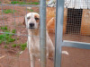 files/_galleries/hunde/p1040217.jpg