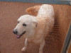 files/_galleries/hunde/p1040222.jpg