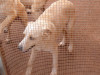 files/_galleries/hunde/p1040223.jpg