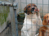 files/_galleries/hunde/p1040227.jpg