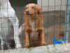files/_galleries/hunde/p1040229.jpg