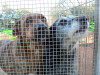 files/_galleries/hunde/p1080441.jpg