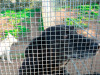 files/_galleries/hunde/p1080444.jpg