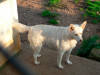 files/_galleries/hunde/p1080448.jpg