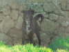 files/_galleries/hunde/p1080453.jpg