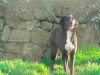 files/_galleries/hunde/p1080456.jpg