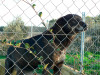 files/_galleries/hunde/p1080458.jpg