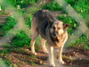 files/_galleries/hunde/p1080462.jpg