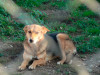 files/_galleries/hunde/p1080463.jpg
