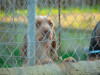 files/_galleries/hunde/p1080465.jpg