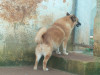 files/_galleries/hunde/p1080471.jpg