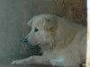 files/_galleries/hunde/p1080477.jpg