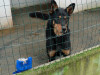 files/_galleries/hunde/p1080480.jpg
