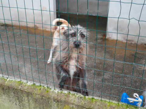 "Struppi" männl.  985100005256199 in Adoption!