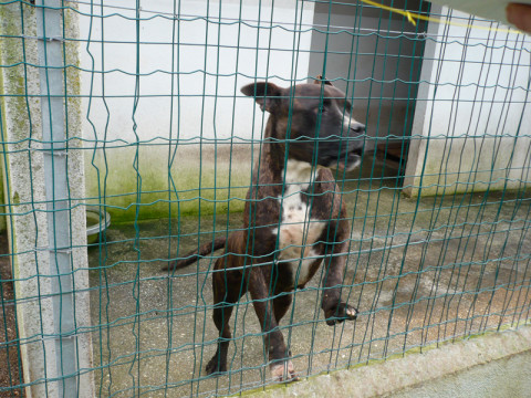 M Chip: 9851000006303924 Pit in Adoption Minervino