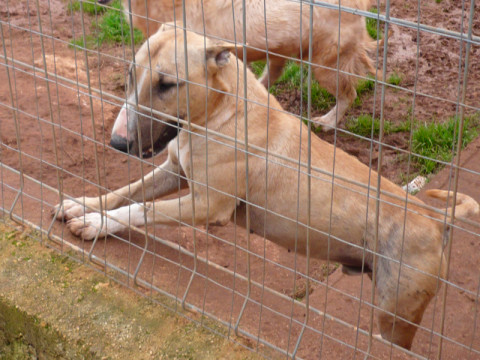 Chip: 982009102334126 M geimpft Minervino, Adoption